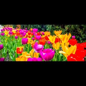 Meet your Posher, Fallon